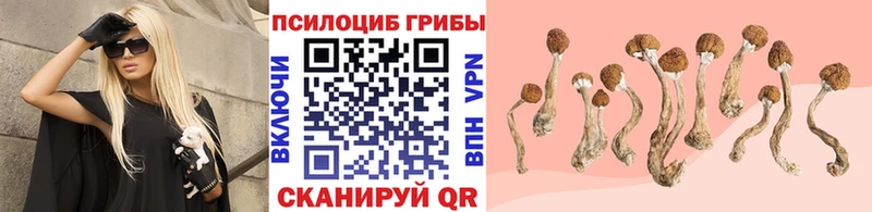 mega купить наркотик Чита Галлюциногенные грибы Magic Shrooms