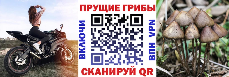 Псилоцибиновые грибы GOLDEN TEACHER Чита